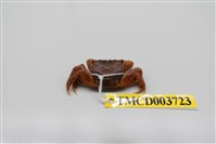 藏品(雙齒近相手蟹)的圖片